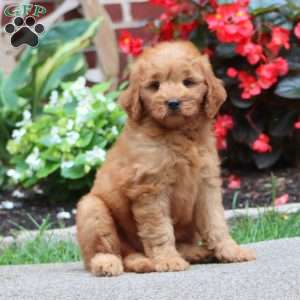 Jolene, Mini Goldendoodle Puppy