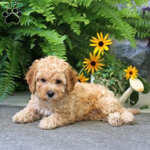 Jolene, Cockapoo Puppy