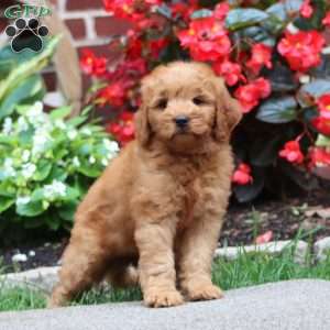 Jolene, Mini Goldendoodle Puppy