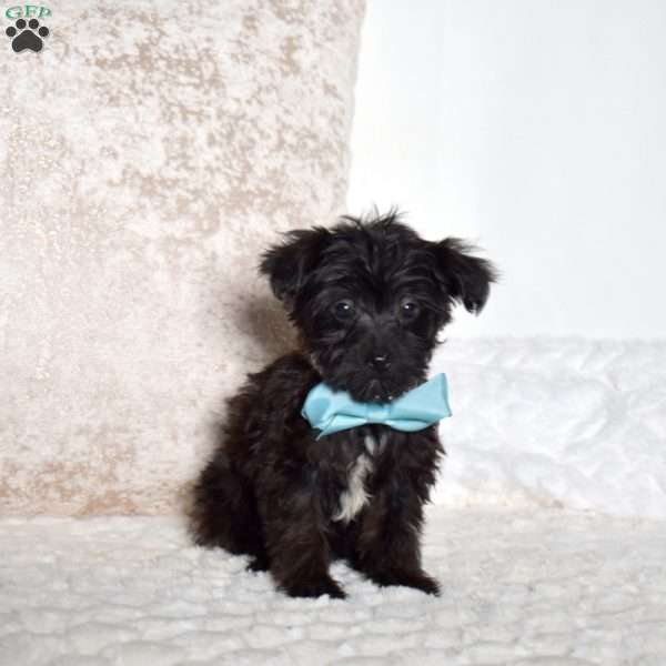Jolly, Yorkie Poo Puppy