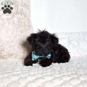 Jolly, Yorkie Poo Puppy