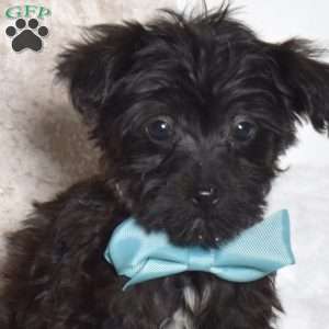 Jolly, Yorkie Poo Puppy