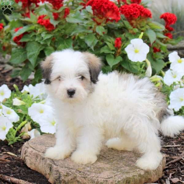 Jordan, Maltipoo Puppy