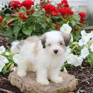 Jordan, Maltipoo Puppy