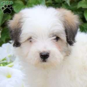 Jordan, Maltipoo Puppy