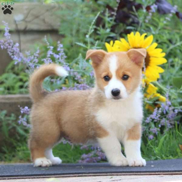 Jordan, Pembroke Welsh Corgi Puppy