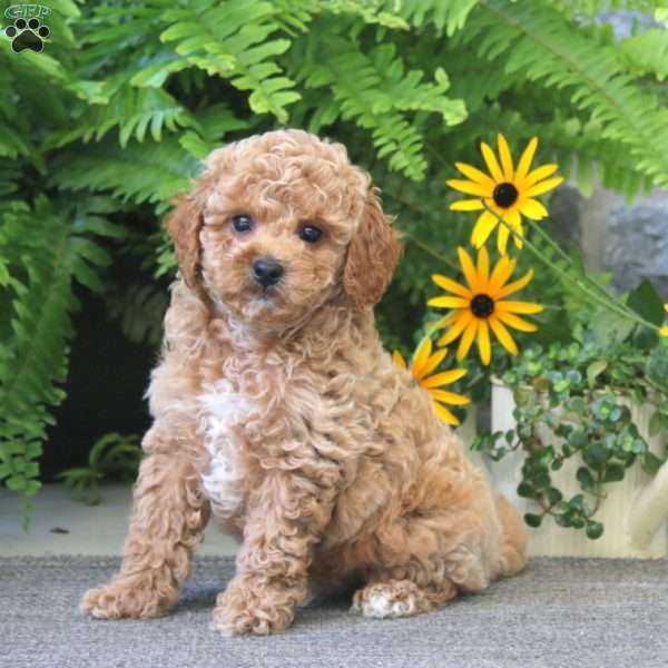Jordan, Cockapoo Puppy