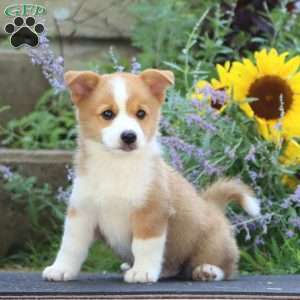 Jordan, Pembroke Welsh Corgi Puppy