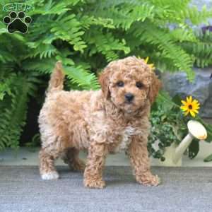 Jordan, Cockapoo Puppy