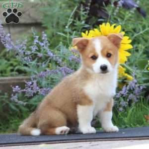 Jordan, Pembroke Welsh Corgi Puppy
