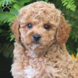 Jordan, Cockapoo Puppy