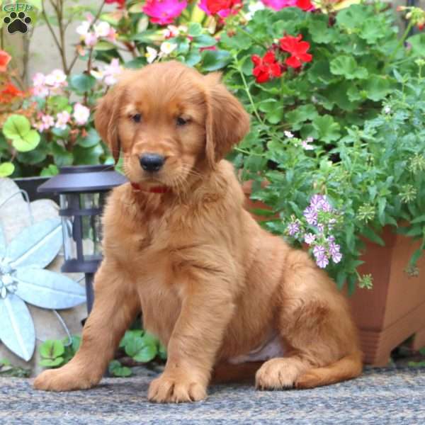 Josh, Golden Retriever Puppy