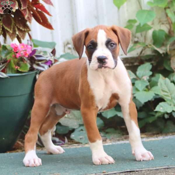 Josh, Boxer Puppy
