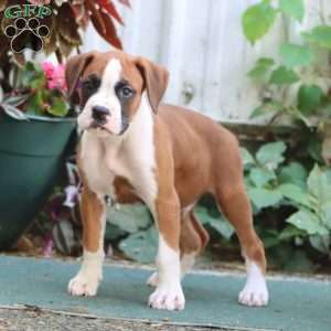 Josh, Boxer Puppy