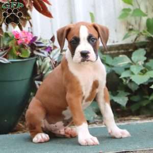 Josh, Boxer Puppy