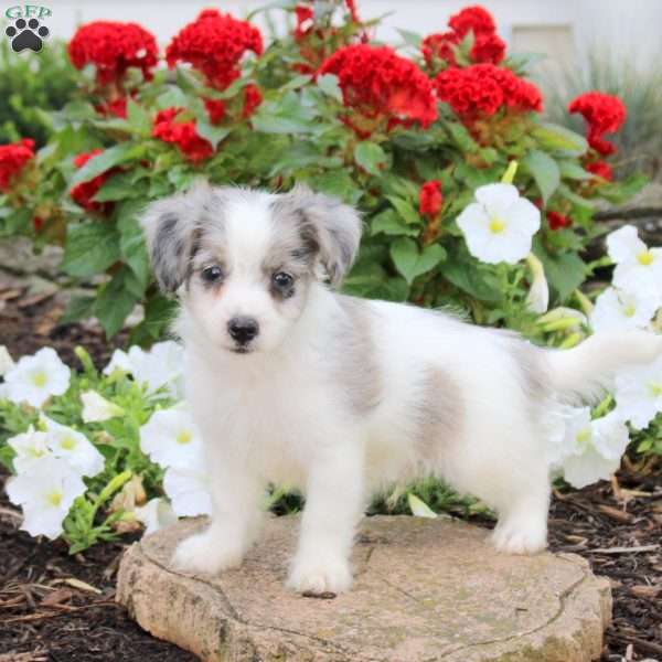 Joshua, Maltipoo Puppy