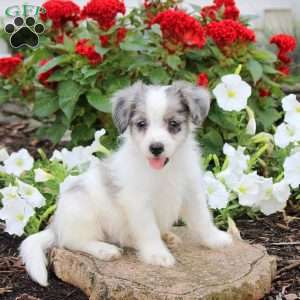 Joshua, Maltipoo Puppy