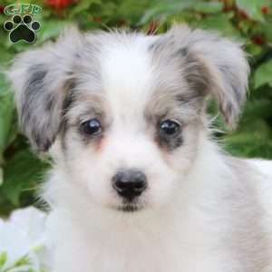 Joshua, Maltipoo Puppy