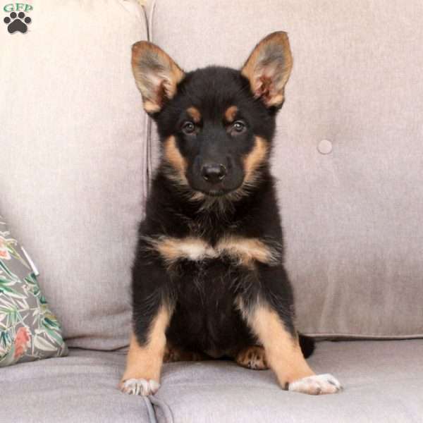 Josie, German Shepherd Mix Puppy