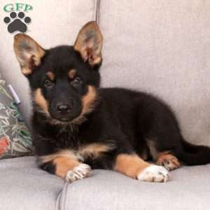 Josie, German Shepherd Mix Puppy