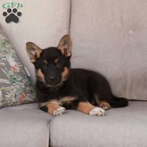 Josie, German Shepherd Mix Puppy