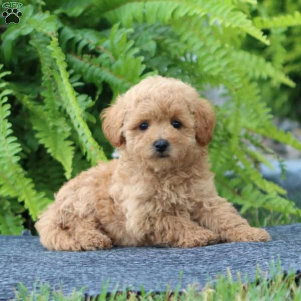 Josie, Bich-Poo Puppy