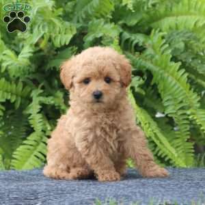 Josie, Bich-Poo Puppy