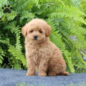 Josie, Bich-Poo Puppy