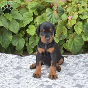Journey, Doberman Pinscher Puppy