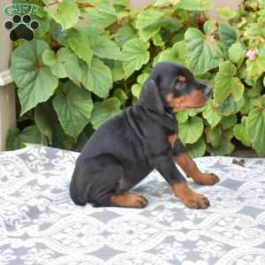 Journey, Doberman Pinscher Puppy