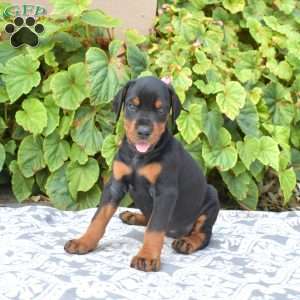 Journey, Doberman Pinscher Puppy