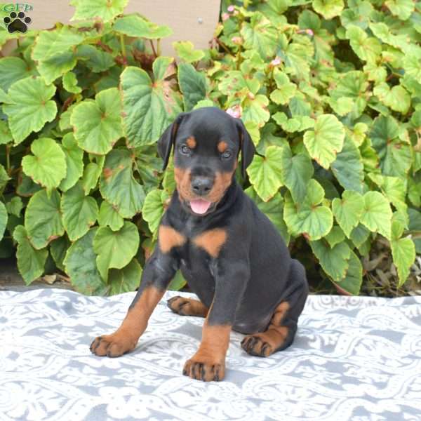 Journey, Doberman Pinscher Puppy