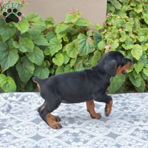 Journey, Doberman Pinscher Puppy
