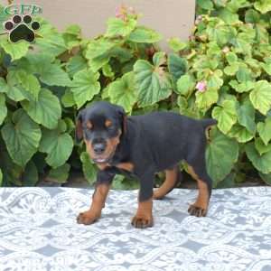Journey, Doberman Pinscher Puppy