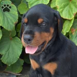 Journey, Doberman Pinscher Puppy