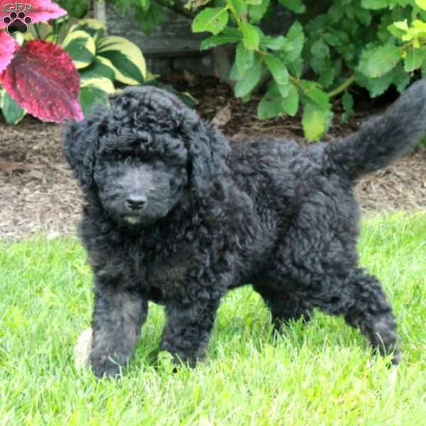Joy, Goldendoodle Puppy