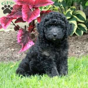Joy, Goldendoodle Puppy