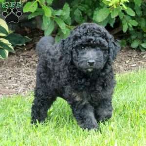 Joy, Goldendoodle Puppy