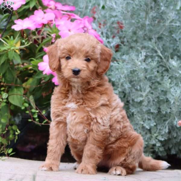 Joy, Mini Goldendoodle Puppy