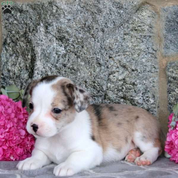 Joy, Boston Terrier Mix Puppy