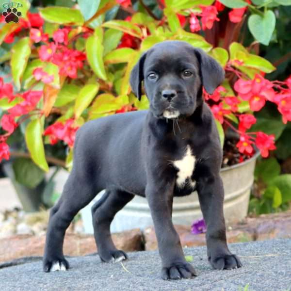 Joy, Cane Corso Puppy