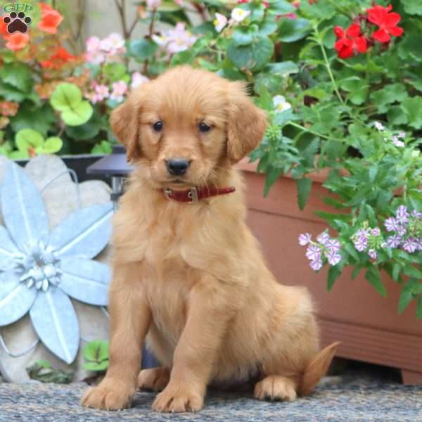 Joy, Golden Retriever Puppy