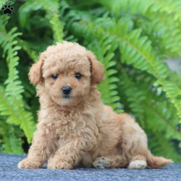 Joy, Bich-Poo Puppy