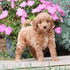 Joy, Mini Goldendoodle Puppy