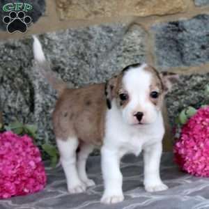 Joy, Boston Terrier Mix Puppy