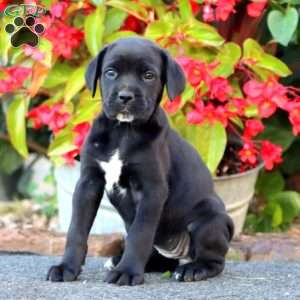 Joy, Cane Corso Puppy