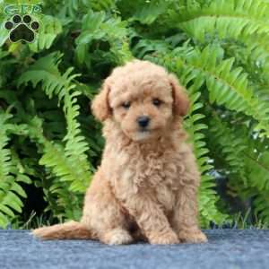 Joy, Bich-Poo Puppy