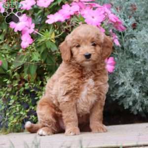 Joy, Mini Goldendoodle Puppy