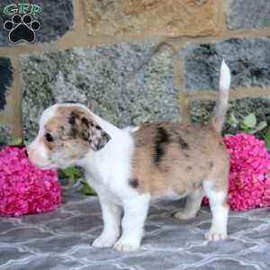 Joy, Boston Terrier Mix Puppy
