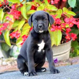 Joy, Cane Corso Puppy